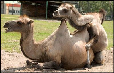 Camel Hump Day.JPG