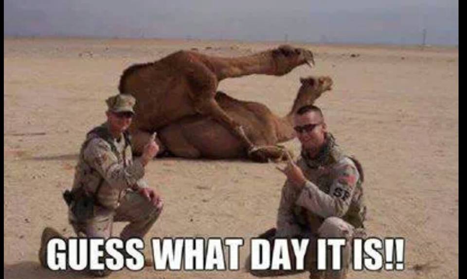 Hump Day Camels.jpg