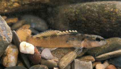 Etheostoma_percnurum_duskytail_darterDick-Biggins-UFWS1.jpg