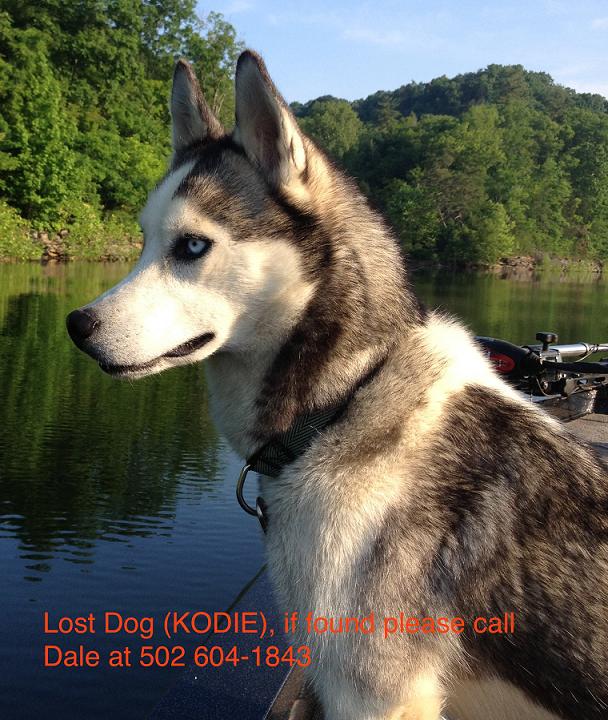 missing dog.JPG