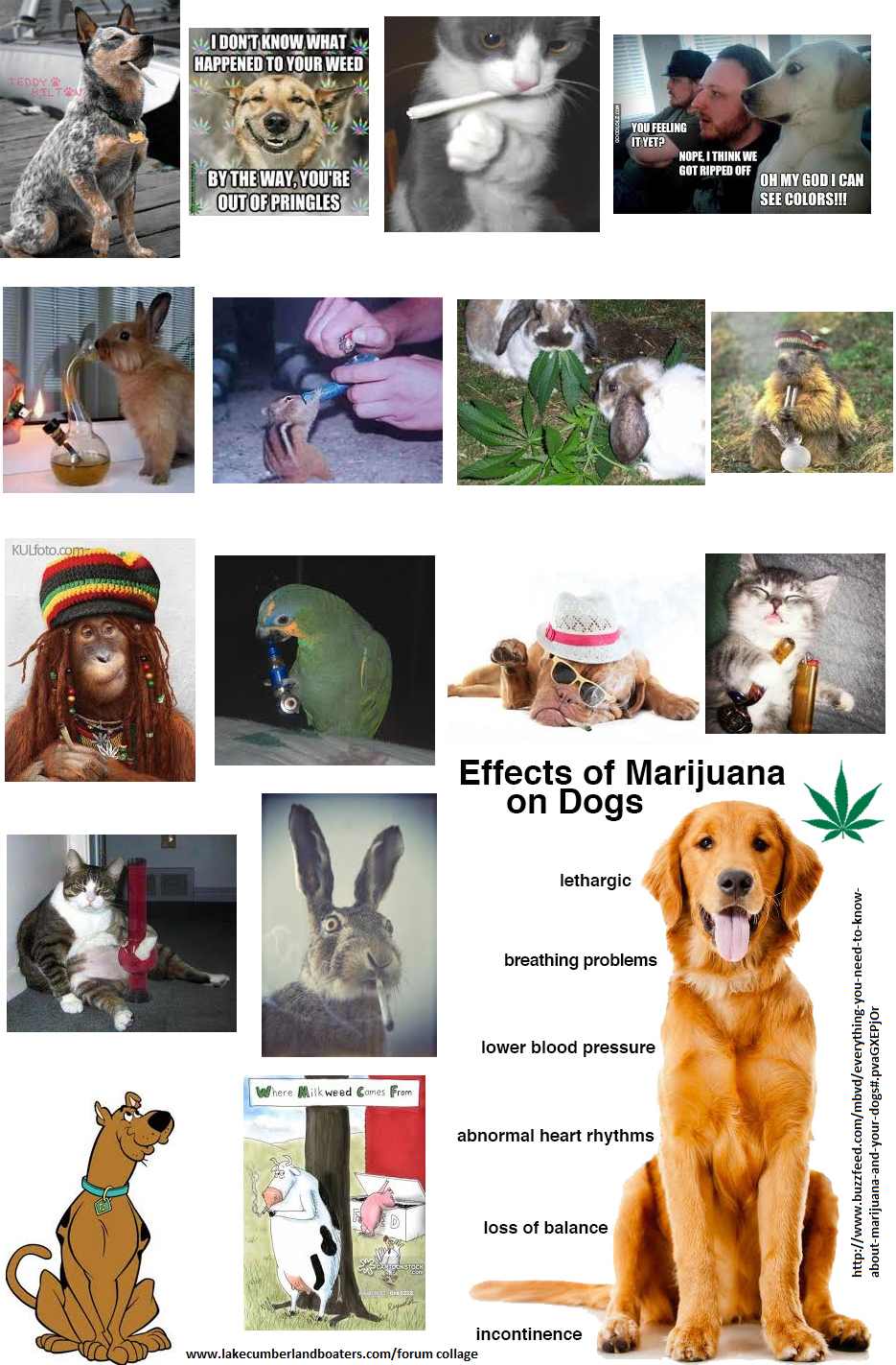 Dog Weed 3.png