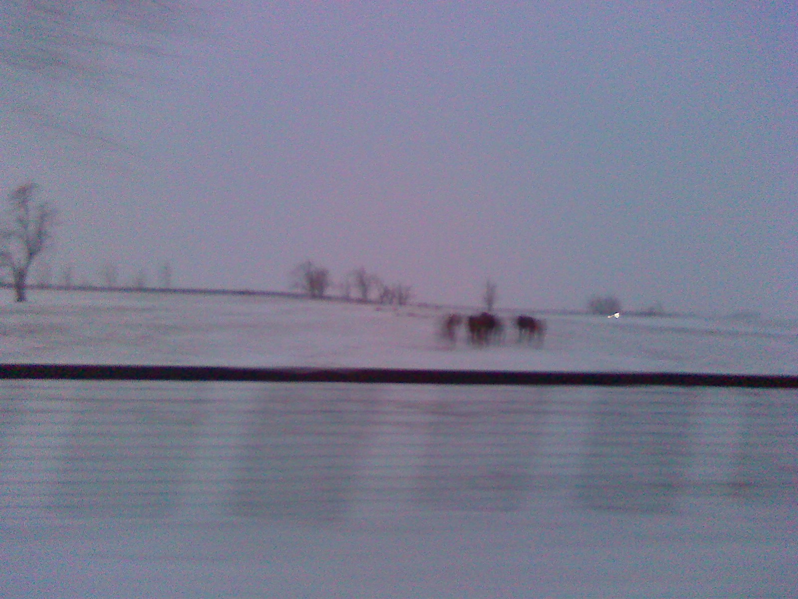 Horses Huddled together at Walnut Hall Stock Farms 5:47PM 1-7-2010